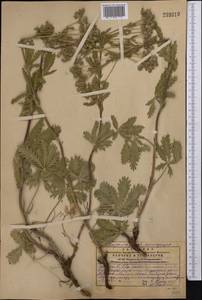 Potentilla pedata Willd., Middle Asia, Western Tian Shan & Karatau (M3) (Kazakhstan)