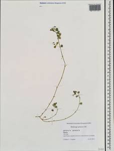 Medicago praecox DC., Crimea (KRYM) (Russia)