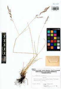 Festuca rubra L., Siberia, Baikal & Transbaikal region (S4) (Russia)