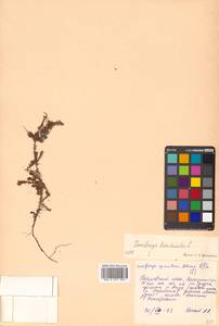 Saxifraga bronchialis L., Siberia, Russian Far East (S6) (Russia)