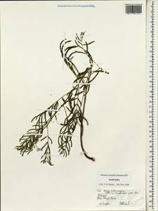 Acacia melanoxylon R.Br., South Asia, South Asia (Asia outside ex-Soviet states and Mongolia) (ASIA) (India)