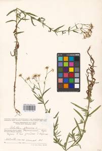 Achillea ptarmica L., Eastern Europe, Moscow region (E4a) (Russia)