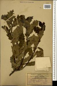 Quercus petraea subsp. polycarpa (Schur) Soó, Caucasus, Azerbaijan (K6) (Azerbaijan)