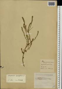 Corispermum hyssopifolium L., Eastern Europe, Moscow region (E4a) (Russia)
