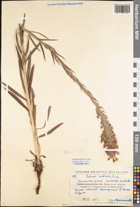 Pontechium maculatum (L.) Böhle & Hilger, Eastern Europe, North Ukrainian region (E11) (Ukraine)