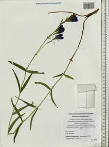 Gentiana pneumonanthe L., Eastern Europe, North-Western region (E2) (Russia)