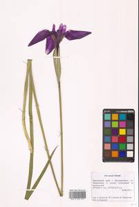 Iris ensata Thunb., Siberia, Russian Far East (S6) (Russia)