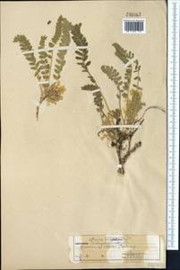Astragalus anisomerus Bunge, Middle Asia, Western Tian Shan & Karatau (M3) (Kazakhstan)