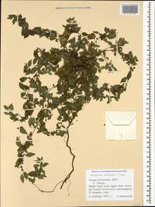Parietaria judaica L., Caucasus, North Ossetia, Ingushetia & Chechnya (K1c) (Russia)
