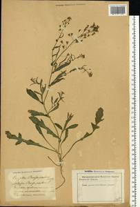 Capsella bursa-pastoris (L.) Medik., Eastern Europe, Latvia (E2b) (Latvia)