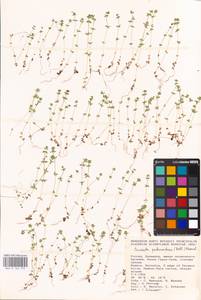 Cruciata pedemontana (Bellardi) Ehrend., Eastern Europe, Lower Volga region (E9) (Russia)