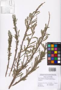 Tamarix gracilis Willd., Eastern Europe, Lower Volga region (E9) (Russia)