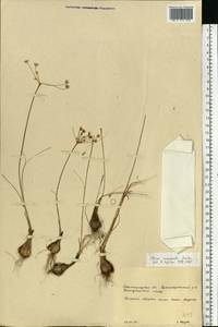Allium inaequale Janka, Eastern Europe, Lower Volga region (E9) (Russia)