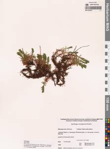 Saxifraga omolojensis A.P.Khokhr., Siberia, Chukotka & Kamchatka (S7) (Russia)