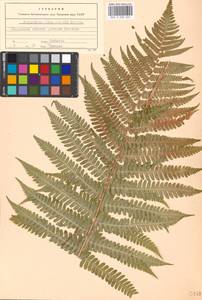 Dryopteris filix-mas (L.) Schott, Eastern Europe, Moscow region (E4a) (Russia)