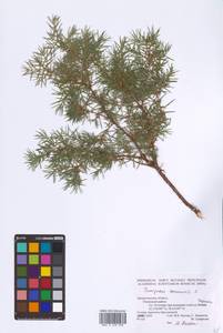 Juniperus communis L., Eastern Europe, Northern region (E1) (Russia)