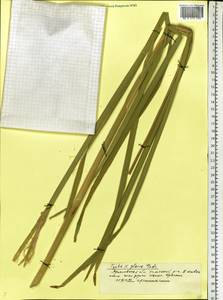 Typha × glauca Godr., Eastern Europe, Central forest region (E5) (Russia)