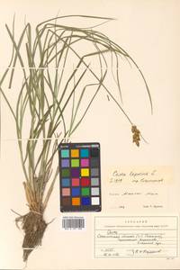 Carex leporina L., Siberia, Russian Far East (S6) (Russia)