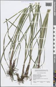 Carex acutiformis Ehrh., Eastern Europe, Central region (E4) (Russia)