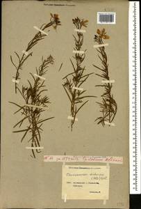 Chamaenerion dodonaei (Vill.) Schur ex Fuss., Caucasus, Georgia (K4) (Georgia)
