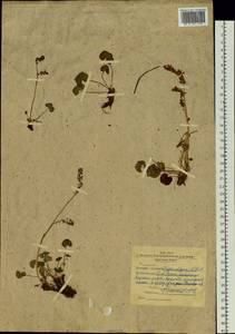 Oxyria digyna (L.) Hill, Siberia, Western Siberia (S1) (Russia)