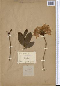 Rhododendron ponticum L., Western Europe (EUR)