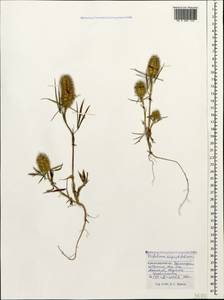 Trifolium angustifolium L., Caucasus, Black Sea Shore (from Novorossiysk to Adler) (K3) (Russia)