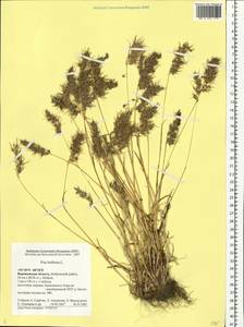 Poa bulbosa L., Eastern Europe, Central forest-and-steppe region (E6) (Russia)