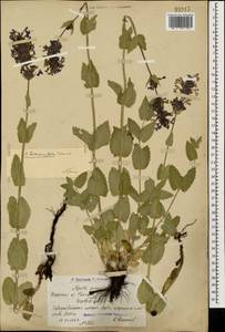Nepeta betonicifolia, Caucasus, Armenia (K5) (Armenia)