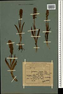 Gymnadenia conopsea (L.) R.Br., Caucasus, Abkhazia (K4a) (Abkhazia)
