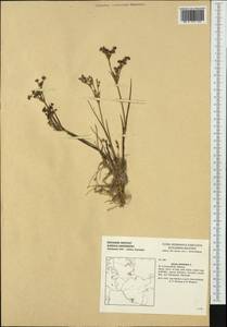 Juncus articulatus L., Western Europe (EUR) (Germany)