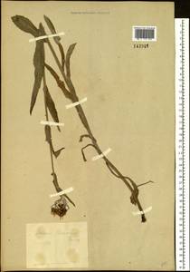 Tephroseris flammea (DC.) Holub, Siberia, Baikal & Transbaikal region (S4) (Russia)