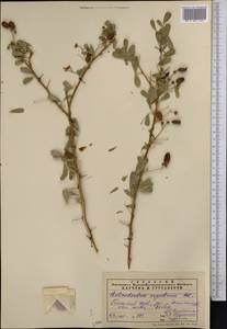 Caragana halodendron (Pall.) Dum.Cours., Middle Asia, Pamir & Pamiro-Alai (M2) (Tajikistan)