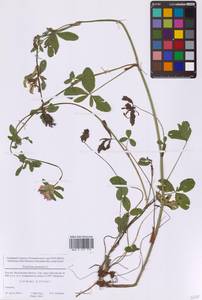 Trifolium pratense L., Eastern Europe, Moscow region (E4a) (Russia)