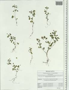 Medicago lupulina L., Siberia, Altai & Sayany Mountains (S2) (Russia)