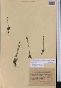 Eritrichium villosum (Ledeb.) Bunge, Siberia, Altai & Sayany Mountains (S2) (Russia)