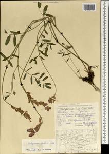 Hedysarum gmelinii Ledeb., Mongolia (MONG) (Mongolia)