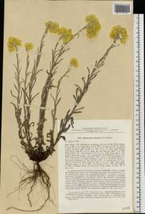 Helichrysum arenarium (L.) Moench, Eastern Europe, South Ukrainian region (E12) (Ukraine)