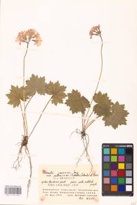 Primula jesoana Miq., South Asia, South Asia (Asia outside ex-Soviet states and Mongolia) (ASIA) (Japan)