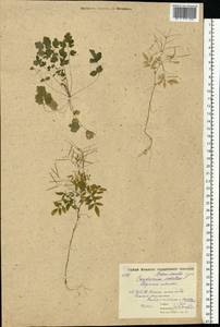 Cardamine impatiens L., Eastern Europe, Moscow region (E4a) (Russia)