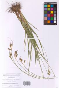 Carex pallescens L., Eastern Europe, Moscow region (E4a) (Russia)