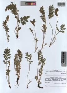 Artemisia laciniata Willd., Siberia, Altai & Sayany Mountains (S2) (Russia)
