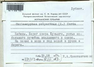 Chiloscyphus polyanthos (L.) Corda, Bryophytes, Bryophytes - Karelia, Leningrad & Murmansk Oblasts (B4) (Russia)