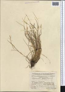 Alopecurus geniculatus L., Middle Asia, Northern & Central Kazakhstan (M10) (Kazakhstan)