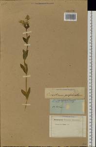 Dichodon perfoliatum (L.) Á. Löve & D. Löve, Siberia (no precise locality) (S0) (Russia)