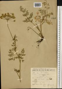 Selinum carvifolia (L.) L., Eastern Europe, Moscow region (E4a) (Russia)