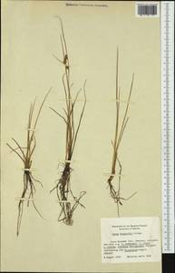 Carex oederi var. oederi, Western Europe (EUR) (Finland)
