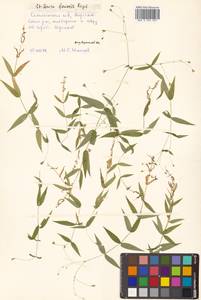 Stellaria fenzlii Regel, Siberia, Russian Far East (S6) (Russia)