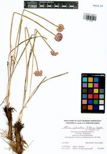 Allium splendens Willd. ex Schult. & Schult.f., Siberia, Yakutia (S5) (Russia)