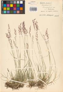 Agrostis canina L., Eastern Europe, Moscow region (E4a) (Russia)